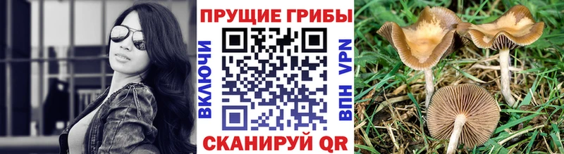 omg зеркало  где купить наркоту  Удомля  Галлюциногенные грибы ЛСД 